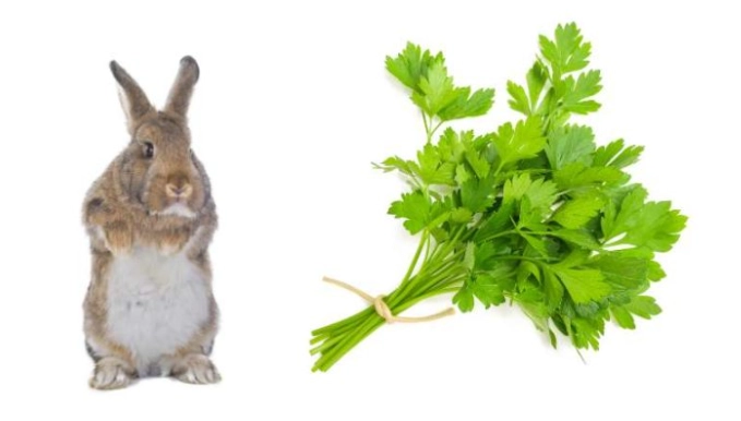 what to feed wild rabbits