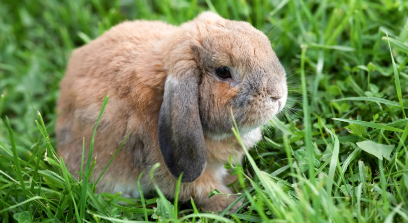 Holland Lop lifespan