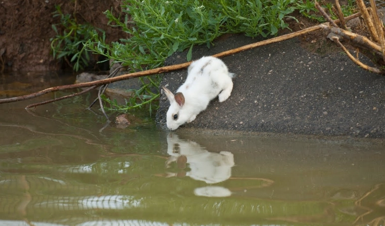 rabbit water safety