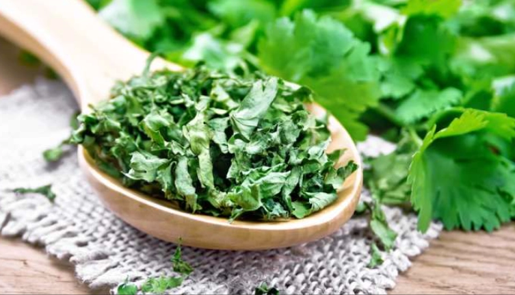 can rabbits eat cilantro seeds