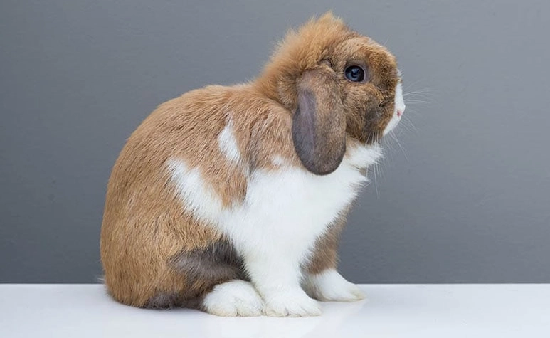 Holland Lop rabbit care