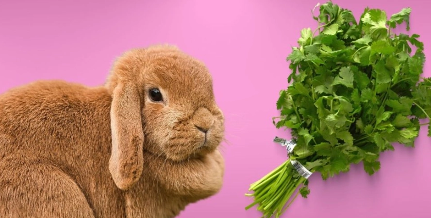 can rabbits eat cilantro seeds