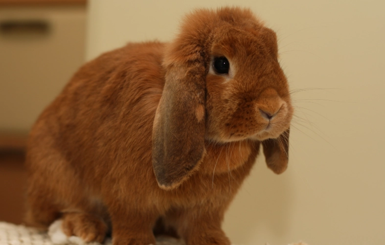 Holland Lop rabbit care