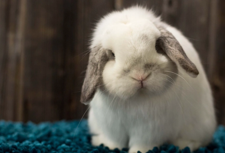 how long do Holland Lop rabbits live