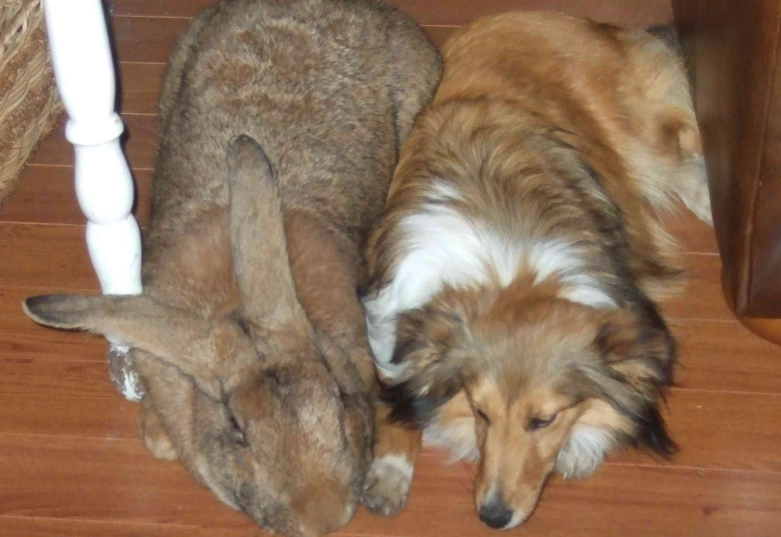 are Flemish Giants good pets