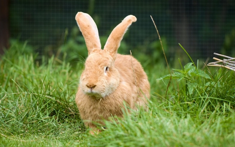 Flemish Giant rabbit pet