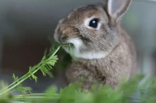 rabbit safe herbs