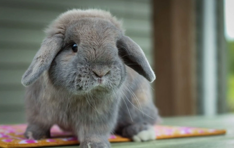 Holland Lop rabbit care