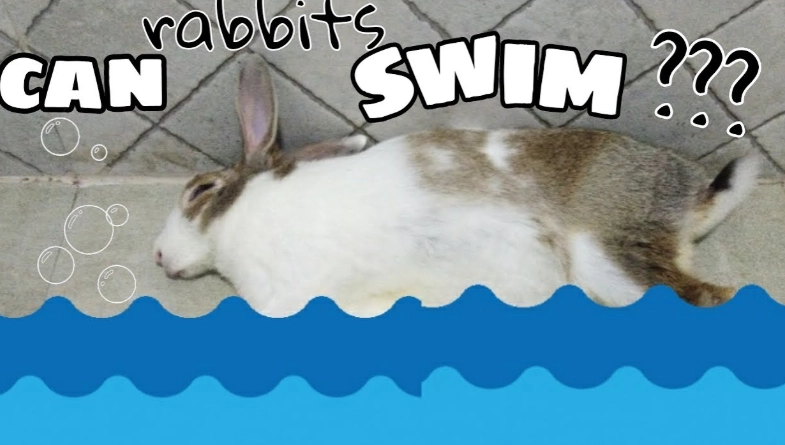 bunny swimming bunny swimming