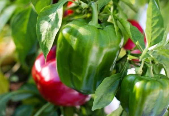 safe greens for rabbits safe greens for rabbits