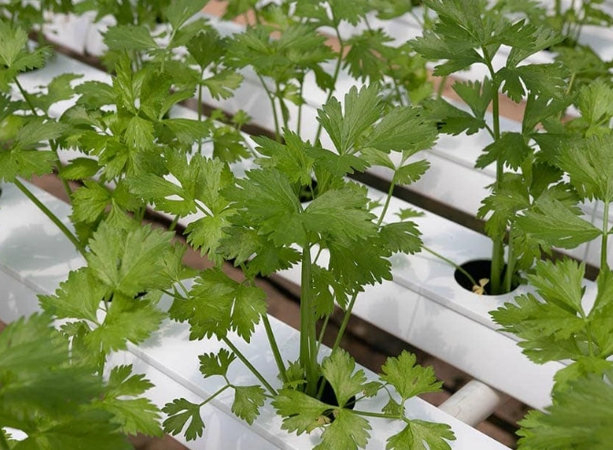 cilantro toxicity pets