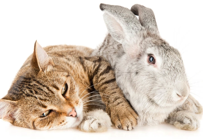 can cats and rabbits breed