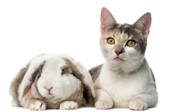 best pet for family best pet for family