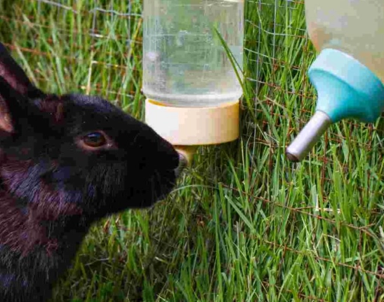 do rabbits like water