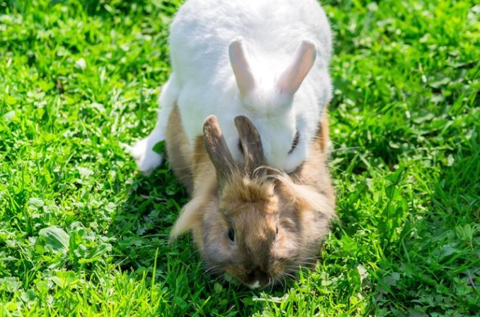 rabbit breeding rabbit breeding