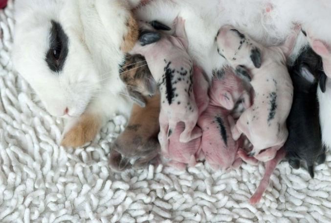 rabbit gestation period