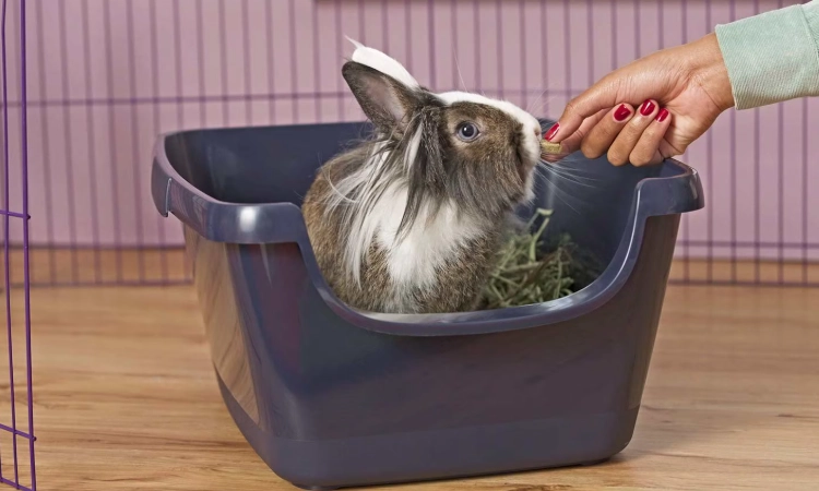 rabbit potty training