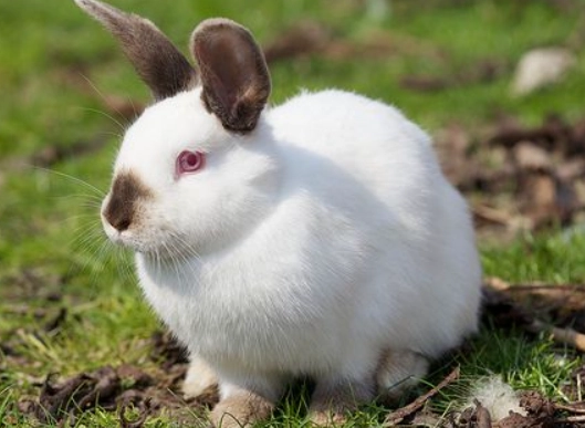 can cats and rabbits breed