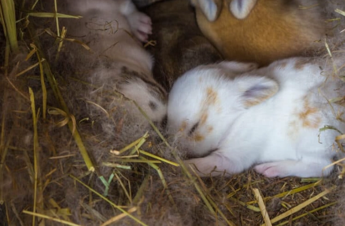 how to raise baby rabbits
