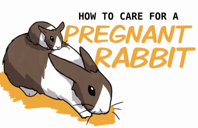 rabbit gestation period