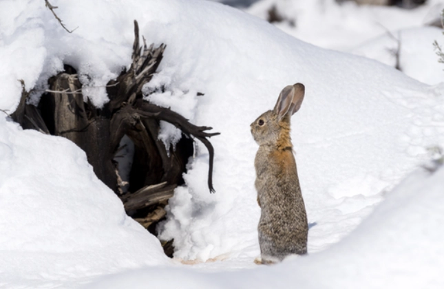winter rabbit behavior