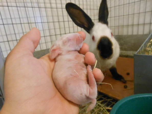 baby rabbit care guide