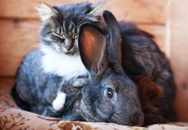 cat breeds cat breeds