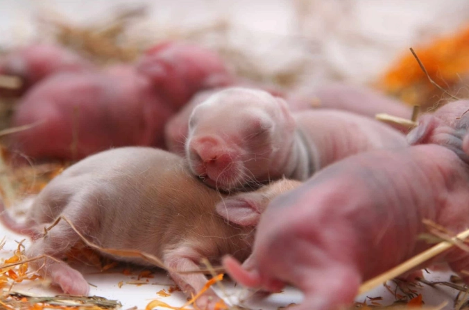 newborn rabbit care