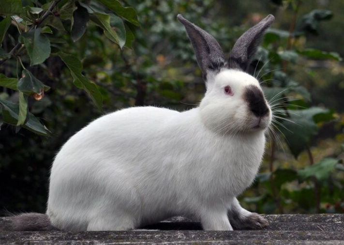 are cats and rabbits related