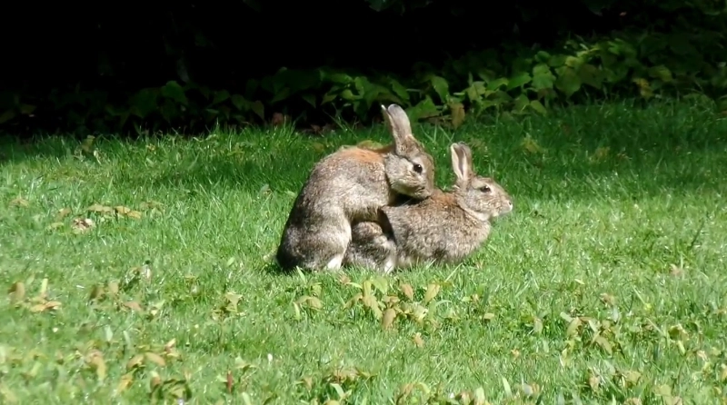 rabbit reproduction rabbit reproduction