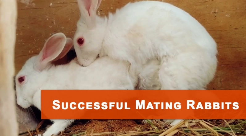 rabbit breeding rabbit breeding