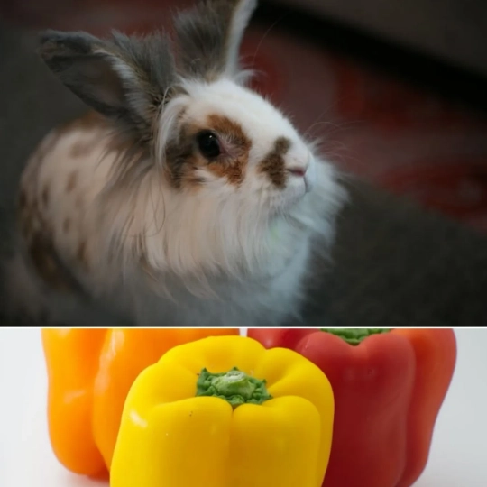 rabbit safe vegetables