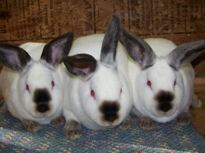 can cats and rabbits breed