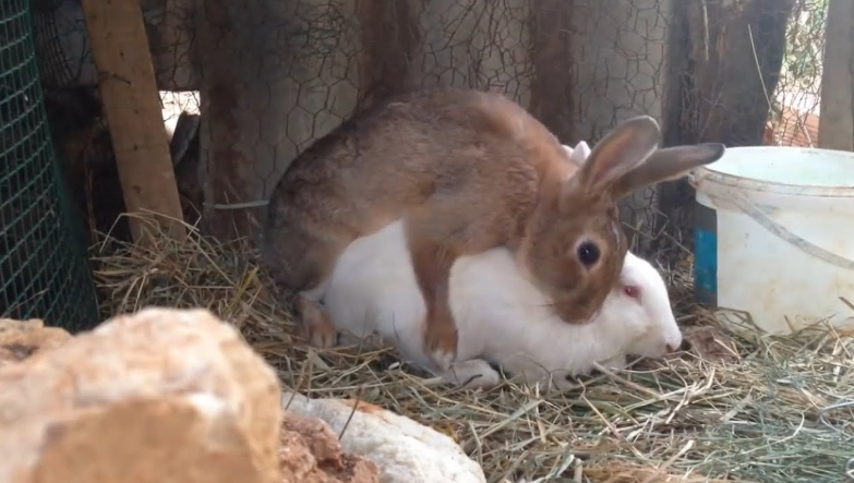 rabbit breeding rabbit breeding