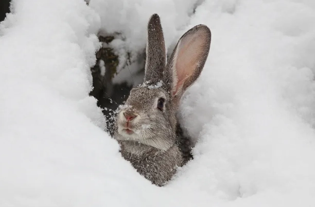 winter rabbit behavior