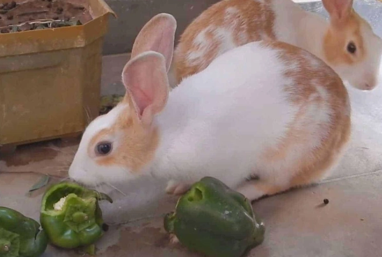 rabbit safe vegetables