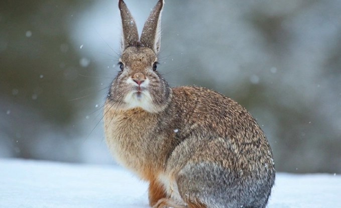 winter rabbit behavior