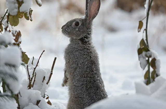 rabbits in winter