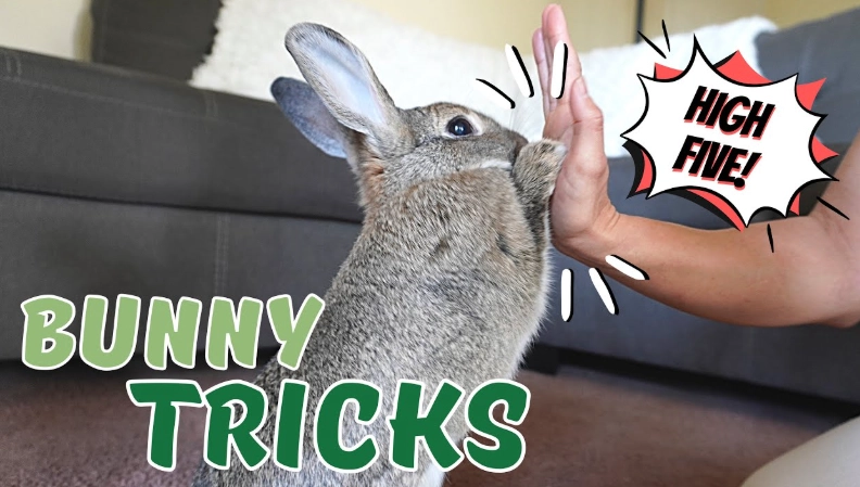 house training a rabbit