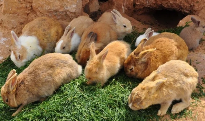what do rabbits eat