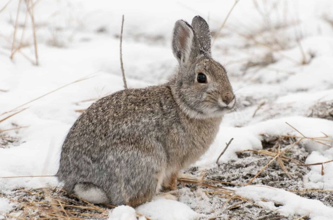 rabbits in winter