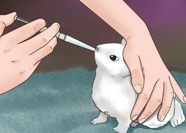 baby rabbit diet baby rabbit diet