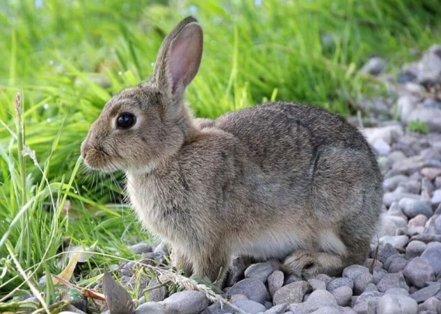 female rabbit called female rabbit called