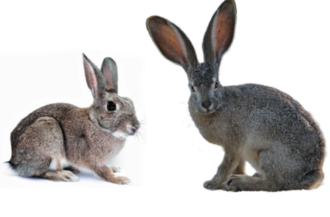 are bunnies and rabbits the same