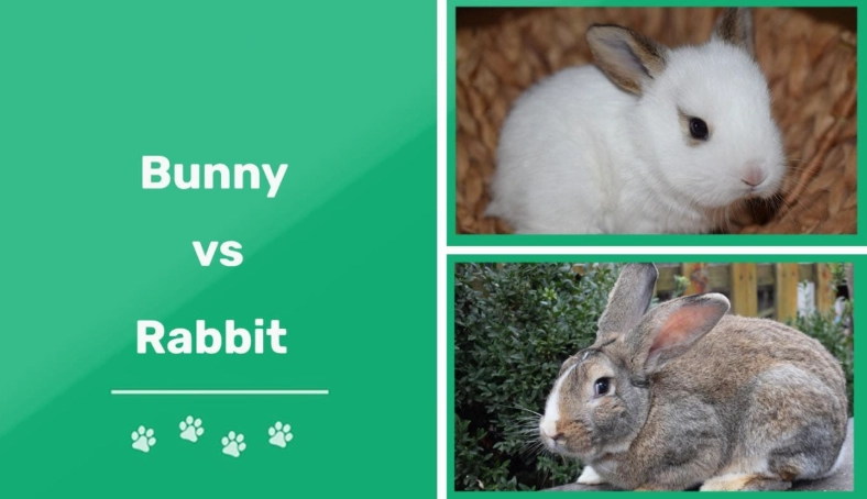are bunnies and rabbits the same are bunnies and rabbits the same