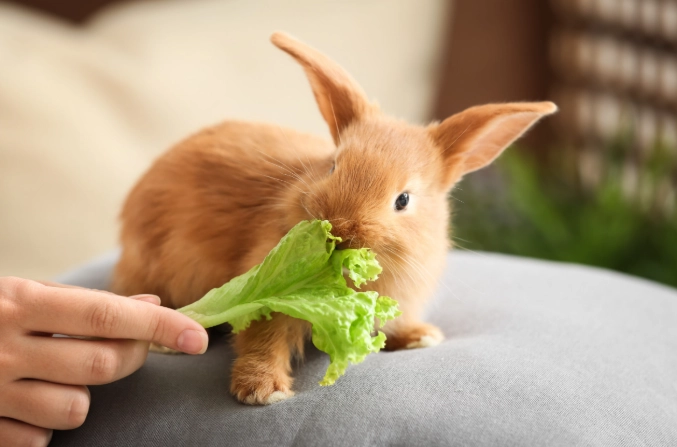 feeding baby rabbits feeding baby rabbits