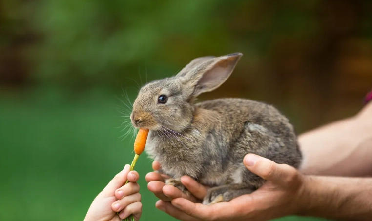 orphaned baby rabbit care orphaned baby rabbit care