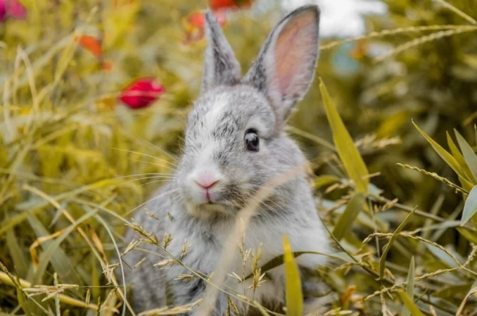 rabbit doe rabbit doe