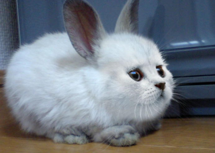 cat rabbit hybrid cat rabbit hybrid