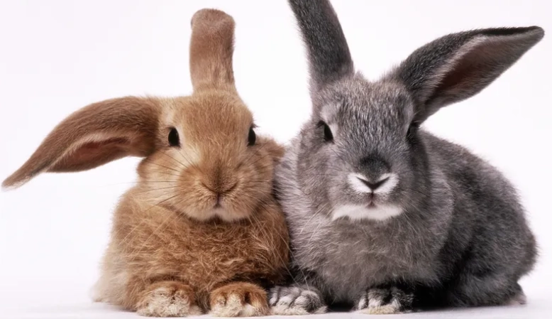 bunny vs rabbit bunny vs rabbit